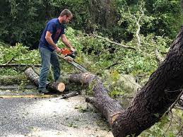 Best Hazardous Tree Removal  in Central Park, WA