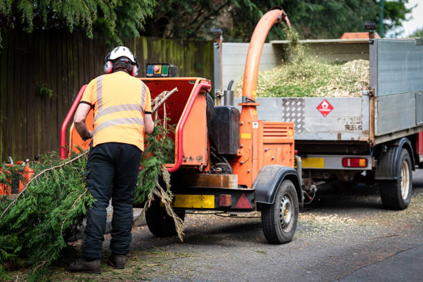 Organic Lawn Care Solutions in Central Park, WA